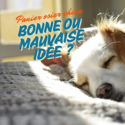Panier osier chien : Bonne ou mauvaise idée ?