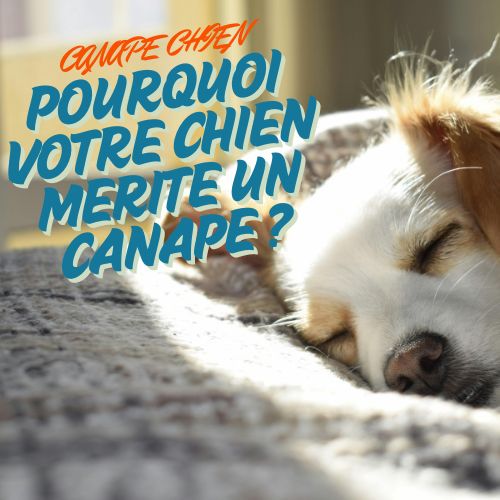 Canapé chien : pourquoi votre chien mérite un canapé rien qu'à lui ?