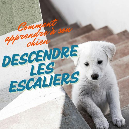 Comment apprendre à son chien à descendre les escaliers
