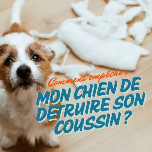 Comment empêcher mon chien de détruire son coussin ?