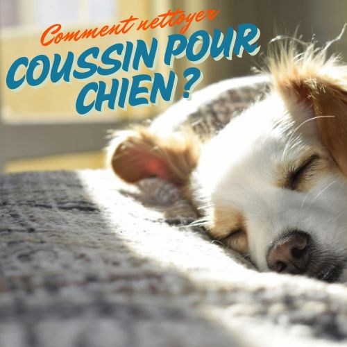 Comment nettoyer un coussin pour chien ?