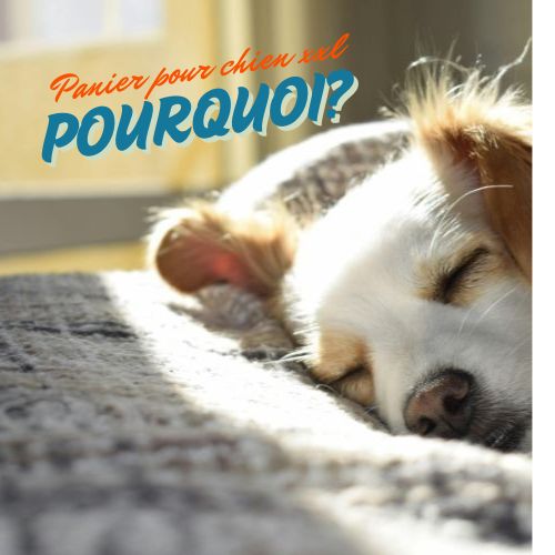 Pourquoi un panier pour chien XXL