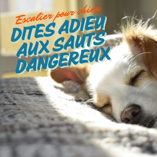 Escalier pour chien : Dites adieu aux sauts dangereux !