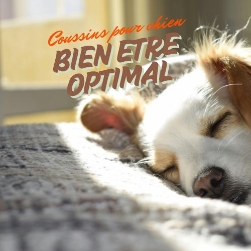 coussins-pour-chien
