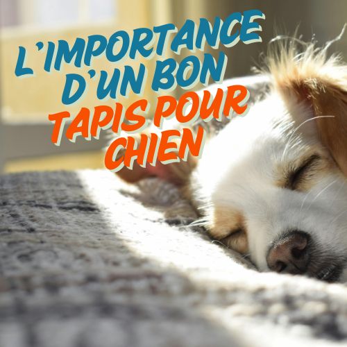 Tapis pour chien : l'importance d'un bon tapis pour chien