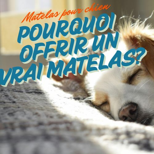 Matelas pour chien | Pourquoi offrir un vrai matelas à son chien?
