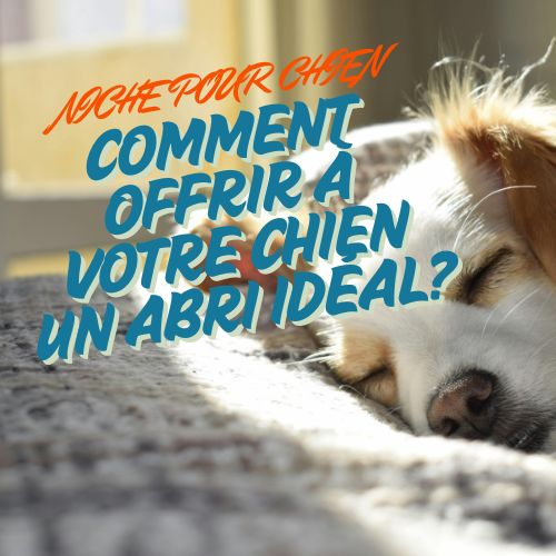 Niche pour chien | Comment offrir à votre compagnon un abri idéal ?
