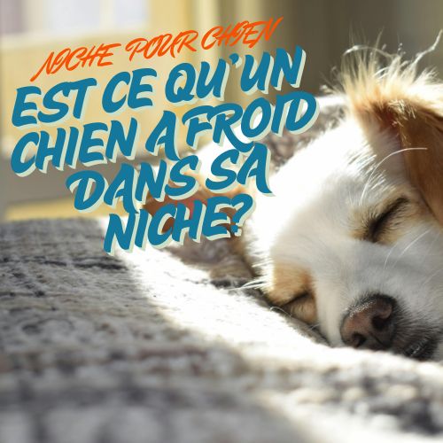 Est-ce qu'un chien a froid dans sa niche ?