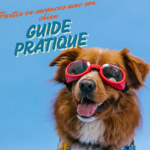 Partir en vacances avec son chien | Le guide pratique