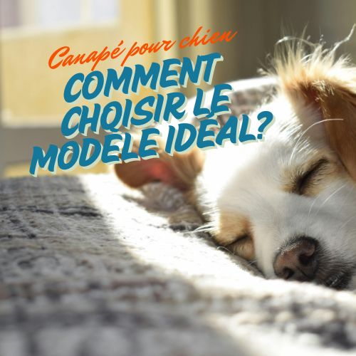 Canapé pour chien: Comment choisir le modèle idéal ?