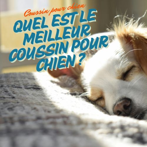 Coussin pour chien: Quel est le meilleur ?