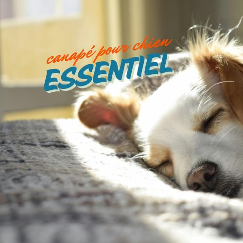 Canapé pour chien | Guide Essentiel