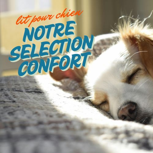 Lit pour chien: Notre sélection confort pour tous styles de chiens