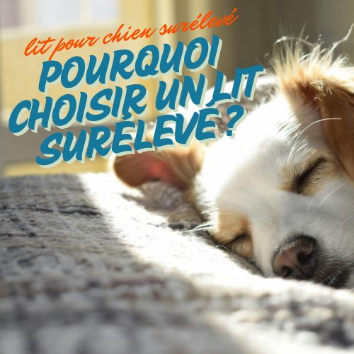 Lit pour chien surélevé : Pourquoi choisir un lit surélevé pour votre chien?