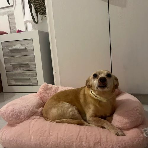 canape-pour-chien-reconfortant-rose