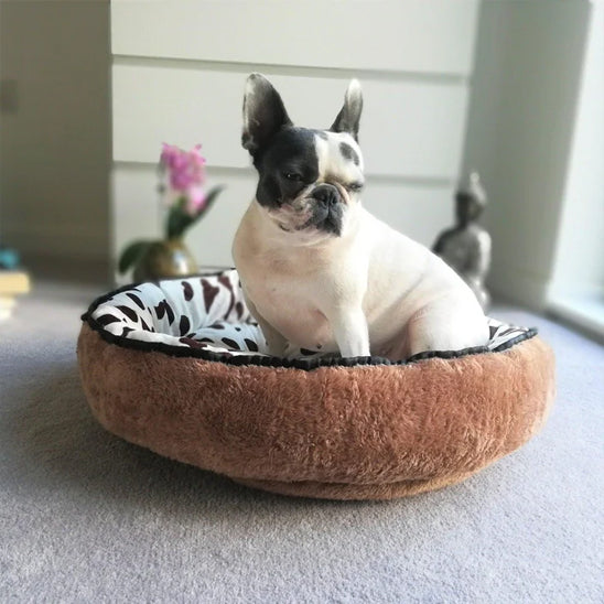 coussin-chien-douceur