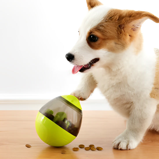 Distributeur de Croquettes Chien | Croq Actifâą