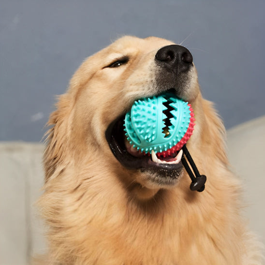 jouet-interactif-pour-chien-malin