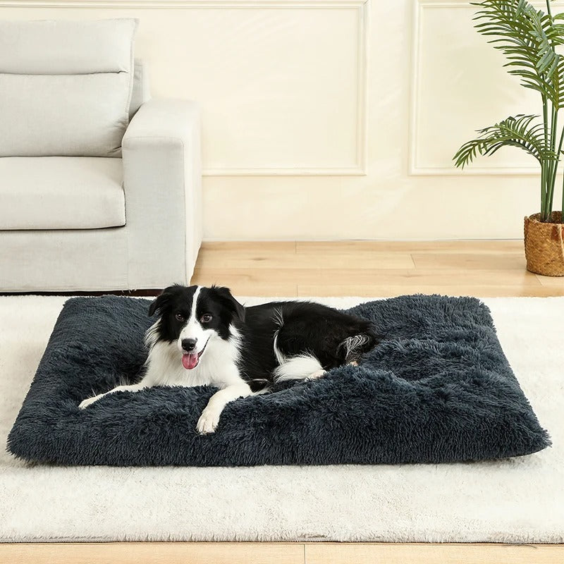 matelas-chien-hygienique