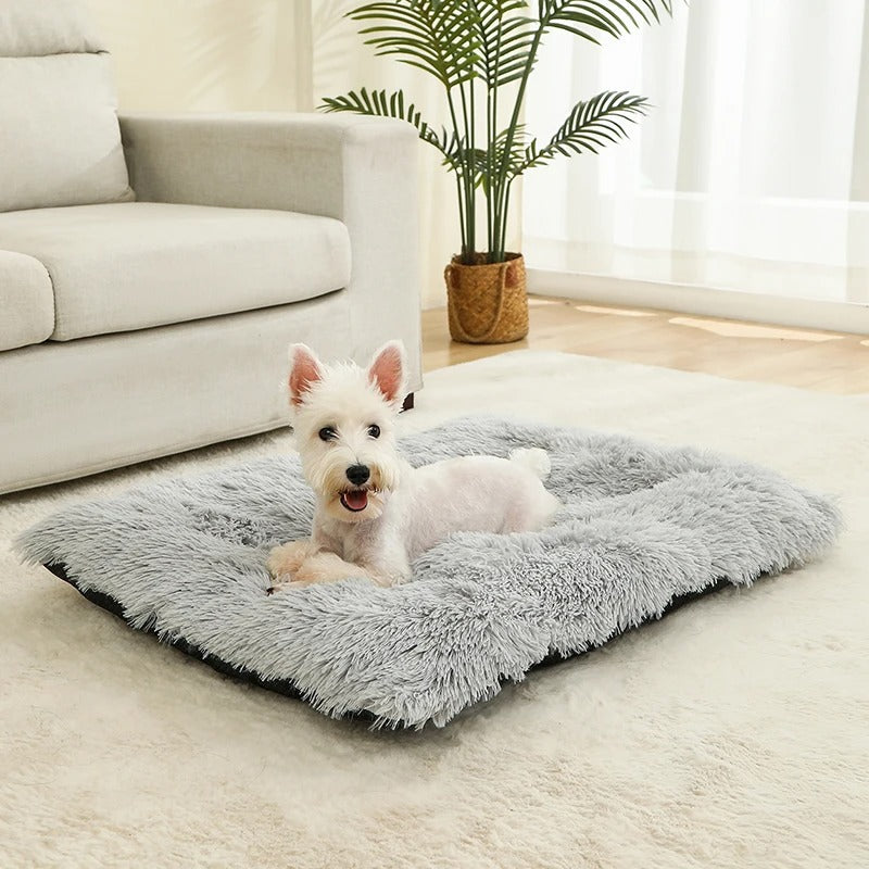 matelas-chien-impeccable
