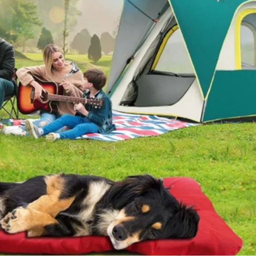 tapis-chien-aventurier