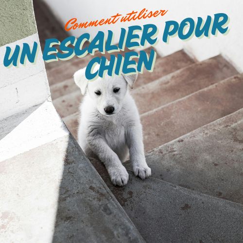 Comment utiliser un escalier pour chien ?