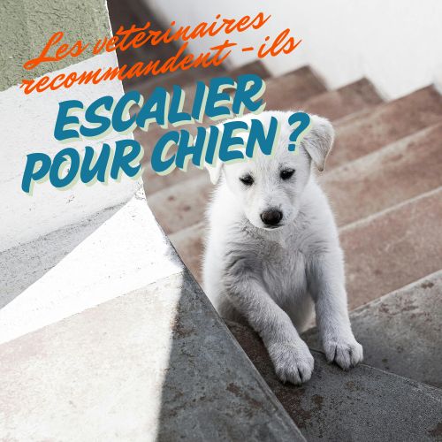 Escalier pour chien : les vétérinaires le recommandent ils ?