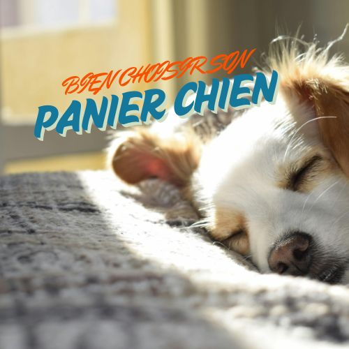 Panier chien : Bien choisir un panier pour chien, notre sélection commentée !
