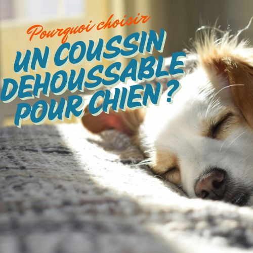 Pourquoi choisir un coussin déhoussable pour chien ?