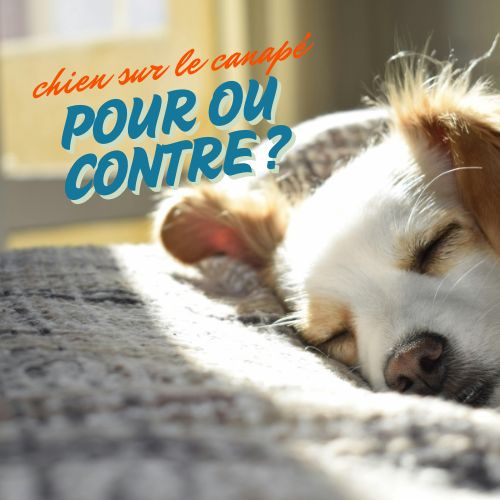 Chien sur le canapé : pour ou contre ?