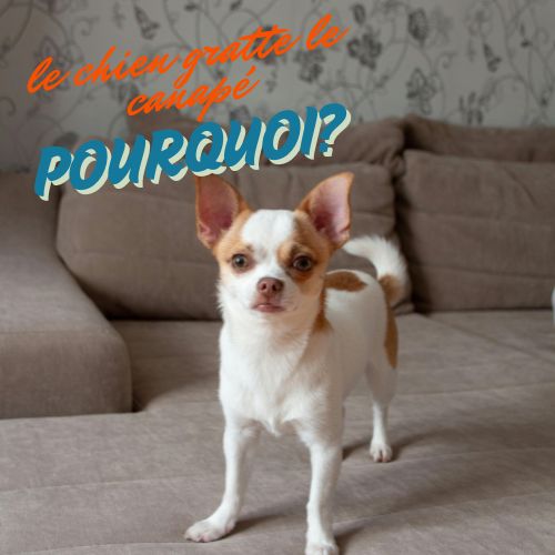 chien gratte canapé comportement causes solutions