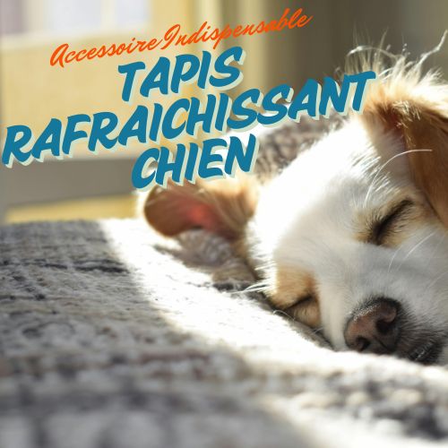 Tapis rafraichissant chien: un accessoire indispensable pour votre chien