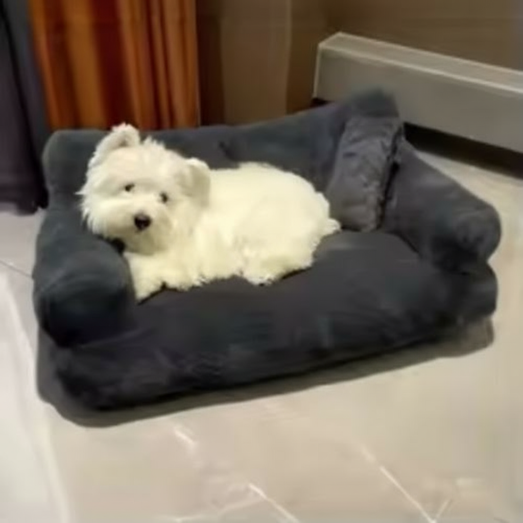 Canapé pour Chien | Orthopédique Confort Plus