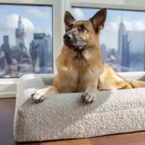 canape-pour-chien-premium-adaptable