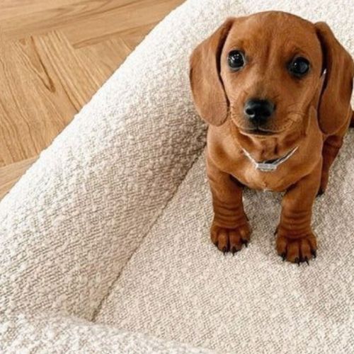 canape-pour-chien-premium-blanc