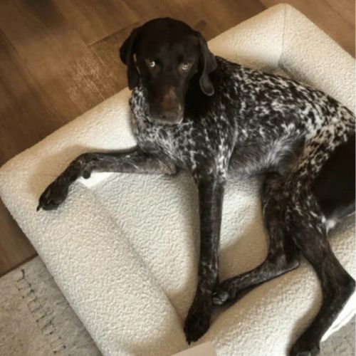 canape-pour-chien-premium-design