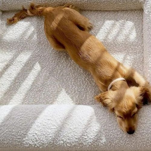 canape-pour-chien-premium-douillet-beige