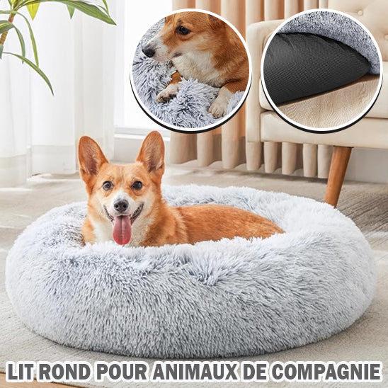 coussin-chien-design