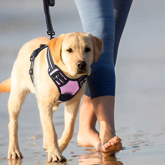 harnais-pour-chien-novateur