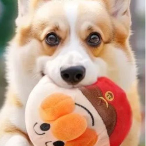 Jouet Interactif pour Chien | Stimulant