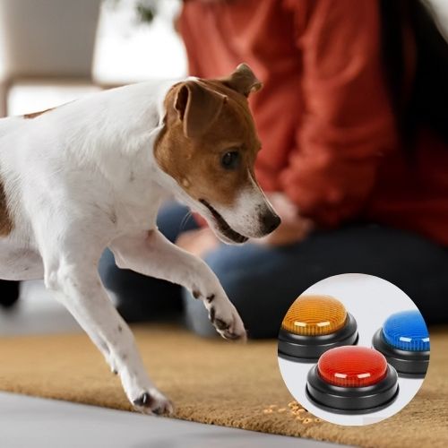jouet-interactif-pour-chien-colore