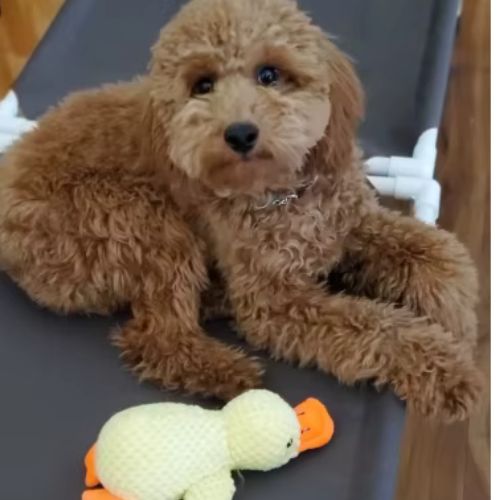 lit-sureleve-chien-pratique