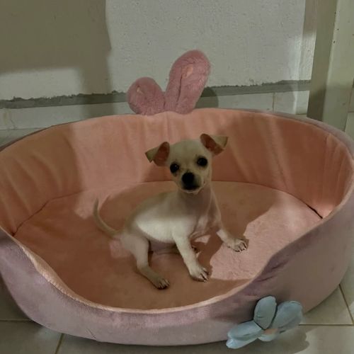 panier-pour-petit-chien-cosy