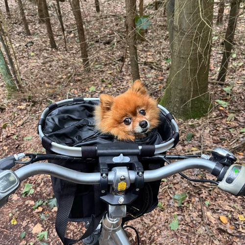 panier-velo-pour-chien-confortable