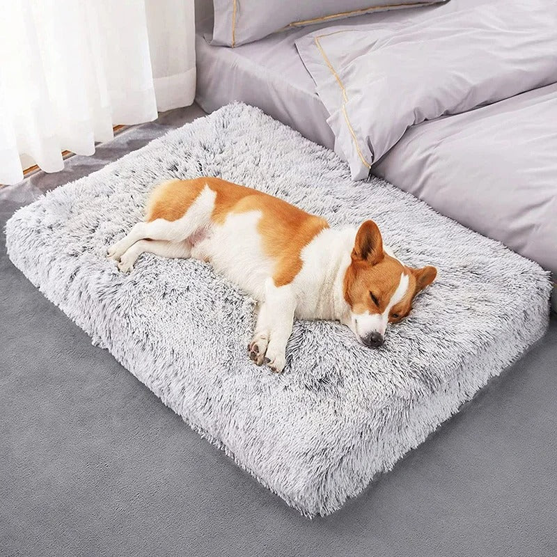 tapis-pour-chien-beau