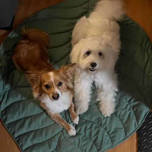 Tapis pour Chien | SaisonD'or™