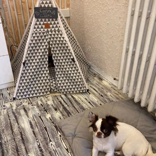 tente-pour-chien-design