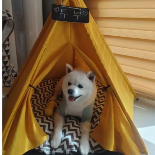 tente-pour-chien-eclat-automne-interieur